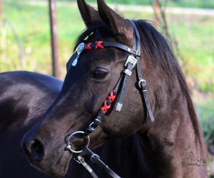 Western Trense Red Mystic